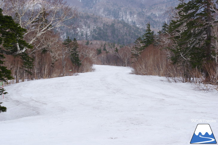 札幌国際スキー場 積雪豊富☆明日の営業最終日も、ほぼ全面滑走可能です!!